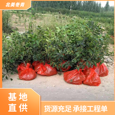 北美冬青树