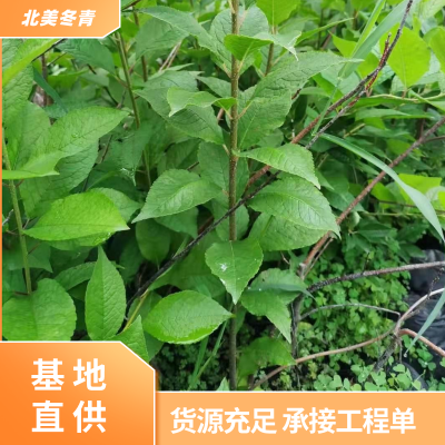 北美冬青价格