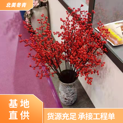 北美冬青切枝