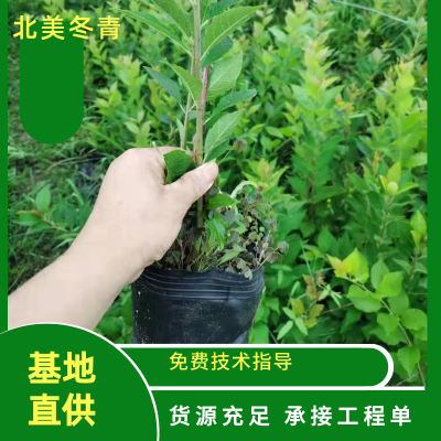 北美冬青苗